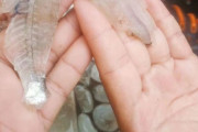 中国人「日本人は刺身を食べるが、なぜ直接魚を持って噛んで食べないのか？」　中国の反応