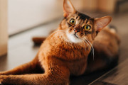 【海外】アビシニアンの見た目と子猫の魅力を兼ね備えたソマリ猫の魅力とは？