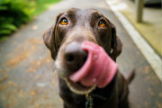 日本人が犬に留守番を頼んだら「とんでもない結果」になってネット民が爆笑！【タイ人の反応】