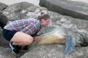 ビーチで岩の隙間に挟まり動けなくなっているウミガメをカップルが発見！救助する姿が海外で話題に！