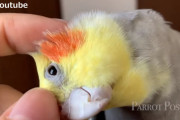 飼主さんに「頭掻いて欲しい？」と聞かれ頭を傾けて掻いてポーズ！オカメインコの気持ちよさそうな表情にほっこり