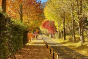 海外「秋の日本を撮影してきた！」紅葉に染まった日本の風景に対する海外の反応