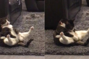 変な格好で毛づくろいするハチワレ猫ちゃんが面白い