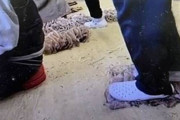 【画像あり】韓国人「韓国でオッサンが足でイカを踏みながらスルメを作る動画が流出して炎上！」→「もう汚くてイカが食べられない」　韓国の反応