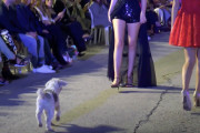 【海外】ファッションショーで犬が大暴れ！モデルのドレスで引っ張り合いを楽しむ可愛い瞬間