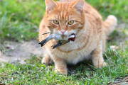 【海外】猫が鳥インフルエンザを媒介？20年の研究からわかった驚きの事実！