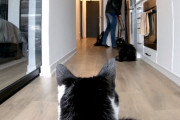 猫だって飼い主さんがいないと寂しいんです…不在中の切ない鳴き声に、飼い主さんもウルウル
