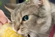 トウモロコシに親を奪われたかのように齧り付くネコ😾！！
