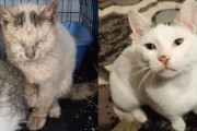 路上で救助されたホームレス猫が数ヶ月を経て別の猫のように大変身！