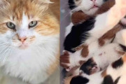 【海外】「外からやってきた2匹の猫が、数日後に新しい子猫たちを迎える奇跡」