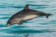 海外「正直、食べてみたい…」 静岡県のスーパーで売られてるイルカに外国人が興味津々