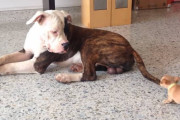 眠そうなアメリカン・ブルドッグの尻尾で遊ぶチワワの子犬