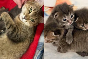 【海外】「ボートで発見された猫と子猫たち　親切がもたらした運命の変化とは？」