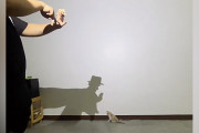 【海外】子猫がパパの影絵に大興奮！驚きの反応とは？