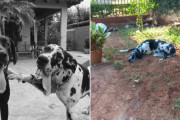 親友を失った犬、墓の上から動こうとせず深い悲しみを示す