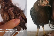 瀕死のところを保護されたヒナ鳥、野生には戻らず救ってくれた女性の家族の一員に！