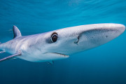 【海外】「青いサメの驚異: 長距離移動に特化した生態とは？」