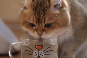 「ウィスカーパッド」柄のカップから静かにお水を飲むスコティッシュストレートのホシコくんが可愛い