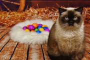 猫は生卵を割るか？守るか？奇妙な「猫卵チャレンジ」がTikTokで流行中