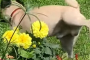 お庭でちょっとしたハプニング。花壇に立ちションをしてしまう犬