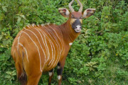 【海外】感動の瞬間！絶滅危惧種のマウンテンボンゴがケニアに帰ってきたよ！