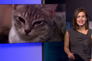 警察署で増員？期待の新人は生後約8ヶ月の子猫（アメリカ）