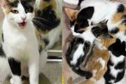 【海外】「室内に引っ越した猫、子 kittenたちと一緒に越してきたが、必要だったのは安心できる場所だけではなかった」