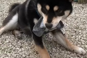 飼い主さんの靴下を片方盗んでしまった柴犬→飼い主さんが取り戻すために使った策にプンプン！！