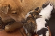 お母さん犬、子猫に授乳「ウチの子たちと一緒に大きくなりな」