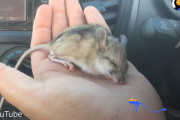 オーストラリアの砂漠で死んだように動かなかったネズミを男性が拾って回復させる