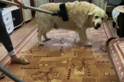 掃除機に吸われるのが大好きなゴールデンレトリバーが、掃除の邪魔だけど可愛い