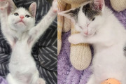 【海外】元気いっぱいの子猫、何でもできるって信じてるからまた跳ね回るよ！