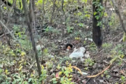 【海外】森からの助けを求める赤ちゃんたちの声！ハイカーが発見した衝撃の光景とは？