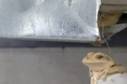このカエル、できる！水分補給に最適の場所を見つけたカエルの入浴シーン
