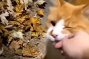 海外女性「野良猫の注意を引いたら…効果があり過ぎちゃったの！」ドキドキする状況