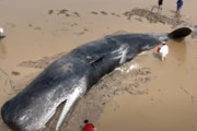 座礁したクジラを20時間以上にわたり水をかけ救助！(中国)