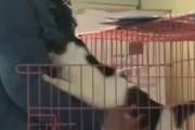 おいしいごはんをありがとう。でも一番欲しいものは...保護施設の男性にぬくもりを求めた猫