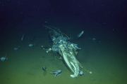 【海外】深海探査で発見！沈没したクジラの死骸と驚愕の生態系バンケットの全貌