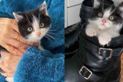 【海外】一夜で運命が変わった子猫、愛に包まれて幸せに暮らす！