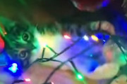 可愛いから許せちゃう！？クリスマスツリーで遊ぶ猫ちゃん達！