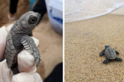 【感動】韓国人「日本人は希少な海亀を食っていた？」かつて日本と中国に買われていた絶滅危惧種のウミガメがブラジルで97匹孵化」　韓国の反応