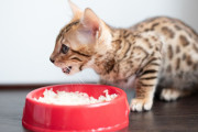 【海外】猫はご飯を食べられる？食べさせるべきかどうかを考えよう！
