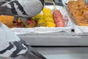 屋台の食べ物をハトがついばむ映像に韓国で衝撃、衛生不安と個体数対策を求める声