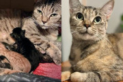 【海外】猫と2匹の子猫を保護したら、思いがけずさらに小さな仲間が！ 驚愕の展開とは？