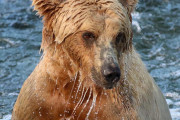 お手柄！アラスカのクマカメラを見ていたネットユーザーが道に迷ったハイカーを発見し、無事救助される