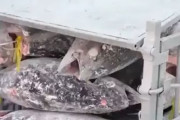 海外「日本の冷凍マグロ解体工場が怖すぎる件」
