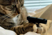 【海外】猫とおもちゃのグロック：オーナーが3Dプリントしたおもちゃで思わぬ展開が！