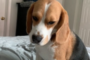 「もう一回寝るスヤァ…」飼い主さんを起こしに来たはずが二度寝してしまうビーグル犬