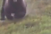 【サルベージ】グリズリーが本気で走るとマジでヤバイなｗｗｗｗ