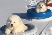 海外「Doggoたちはいつもクール！」海外で話題の胸キュン不可避どうぶつ動画まとめ！